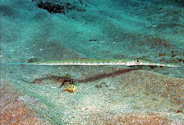 Bluespotted Cornetfish